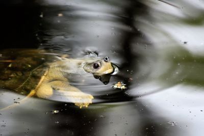 Close-up of fish swimming in lake