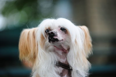 Close-up of dog looking away