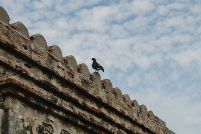 Low angle view of bird perching on roof against sky