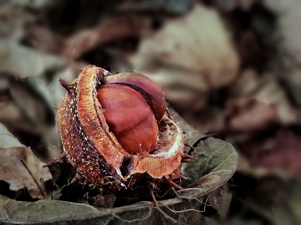 close-up, focus on foreground, one animal, animal themes, animals in the wild, wildlife, nature, insect, selective focus, leaf, fragility, plant, natural pattern, beauty in nature, growth, dry, outdoors, day, no people, flower