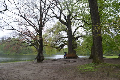 Bare trees sitting on riverbank against sky