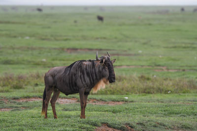 Horse on field