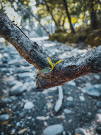 Close-up of lichen on tree during winter