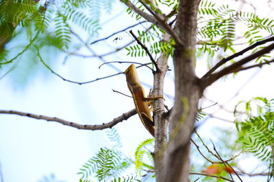 Low angle view of bird perching on tree against sky