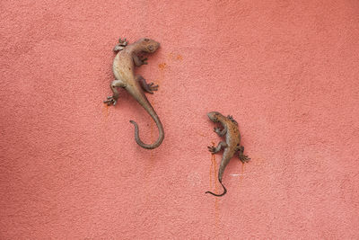 Two metal geckos on a wall in montaretto, bonassola, la spezia, liguria, italy.