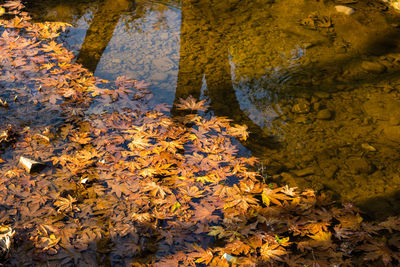 Close-up of yellow maple leaves