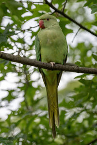 Low angle view of parrot perching on tree