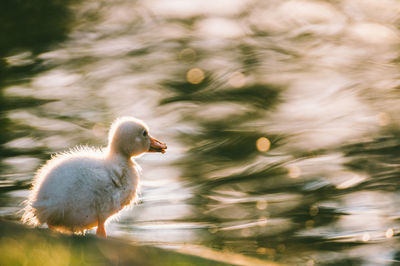 Close-up of duckling against pond