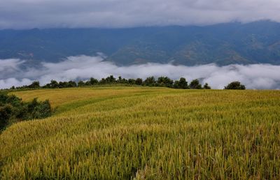 Scenic view of agricultural field against sky