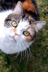 Close-up portrait of cat