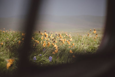 Close-up of flowering plants on field