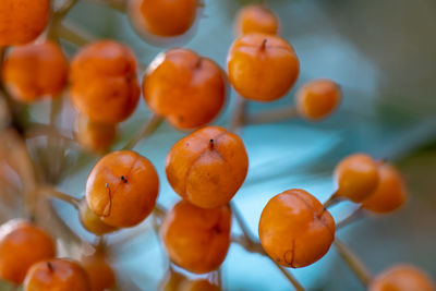 Close-up of small orange fruits