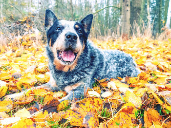 Portrait of dog lying on land