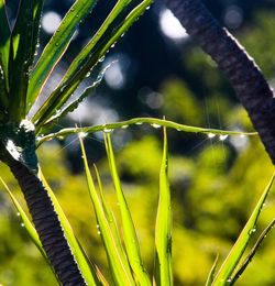 Close-up of grass growing on field