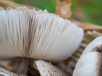 Close-up of mushroom outdoors