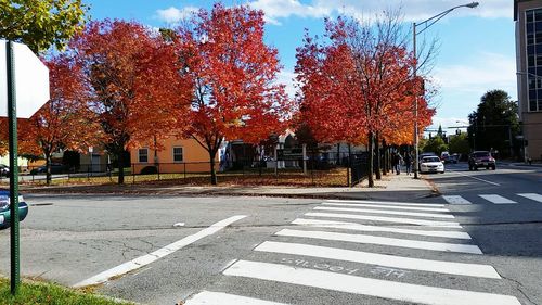 Road along trees