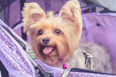 Close-up portrait of dog