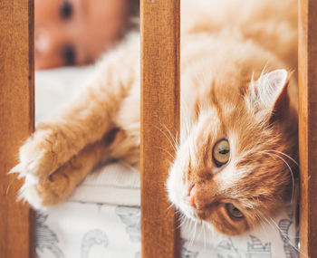 Toddler in bed with cute ginger cat. little boy laughting. friendship with domestic cat. cozy home.