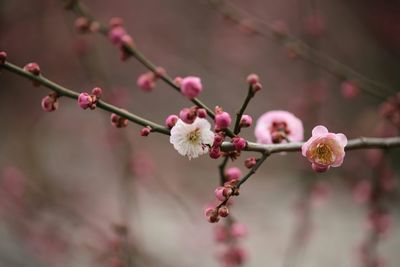 Close-up of pink flowers blooming on tree