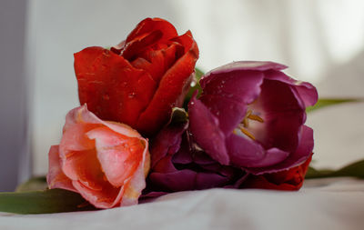 Close-up of red roses