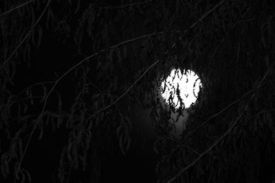 Silhouette of trees at night