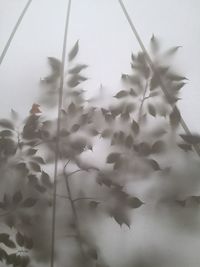 Low angle view of leaves against sky