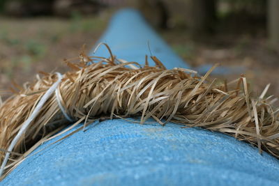 Close-up of dry plant on field