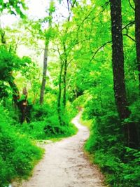 Dirt road passing through forest