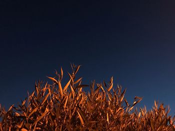 Low angle view of plants against clear sky at night