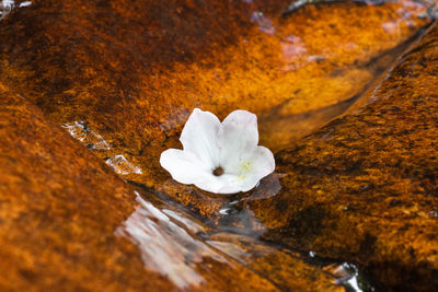 Close-up of white rose on rock