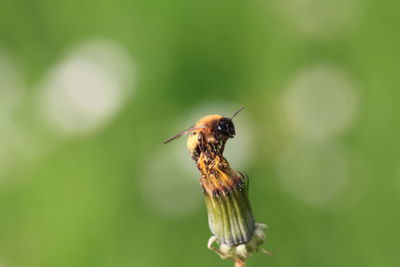 Close-up of insect on leaf