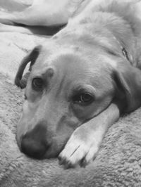 Close-up portrait of dog relaxing on bed