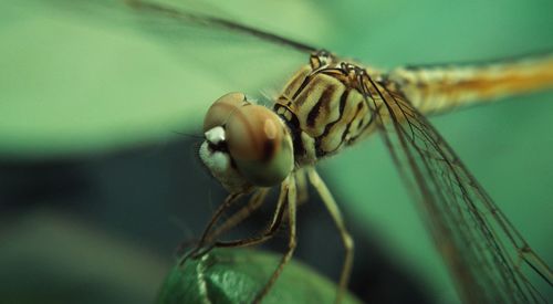 Close-up of butterfly