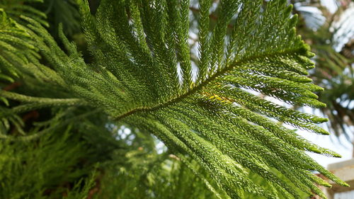 Close-up of raindrops on leaves