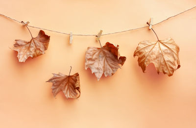 Close-up of dry leaves hanging on plant