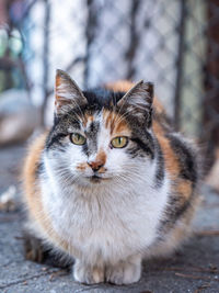 Portrait of a black red cat on the ground