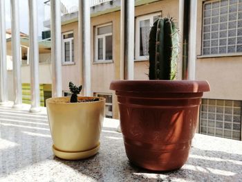 Close-up of potted plants on window sill of building