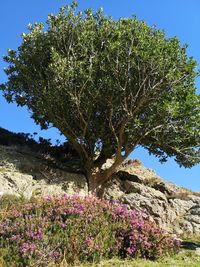 View of flowering plants against clear blue sky