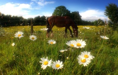 Daisy flowers in field