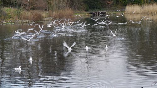 Reflection of trees in water