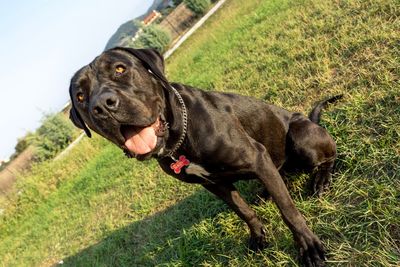 Black dog looking away on field