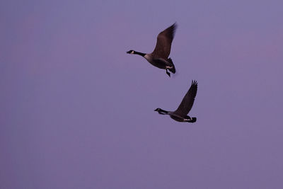 Low angle view of seagull flying in sky