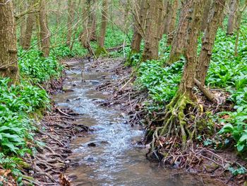 Stream passing through forest