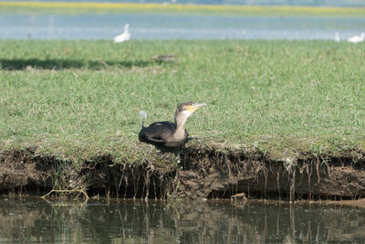 View of bird on lakeshore