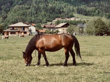 Horses in a field