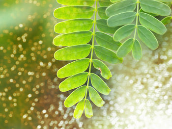 Close-up of fresh green leaves