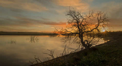 Silhouette tree by lake against sky during sunset