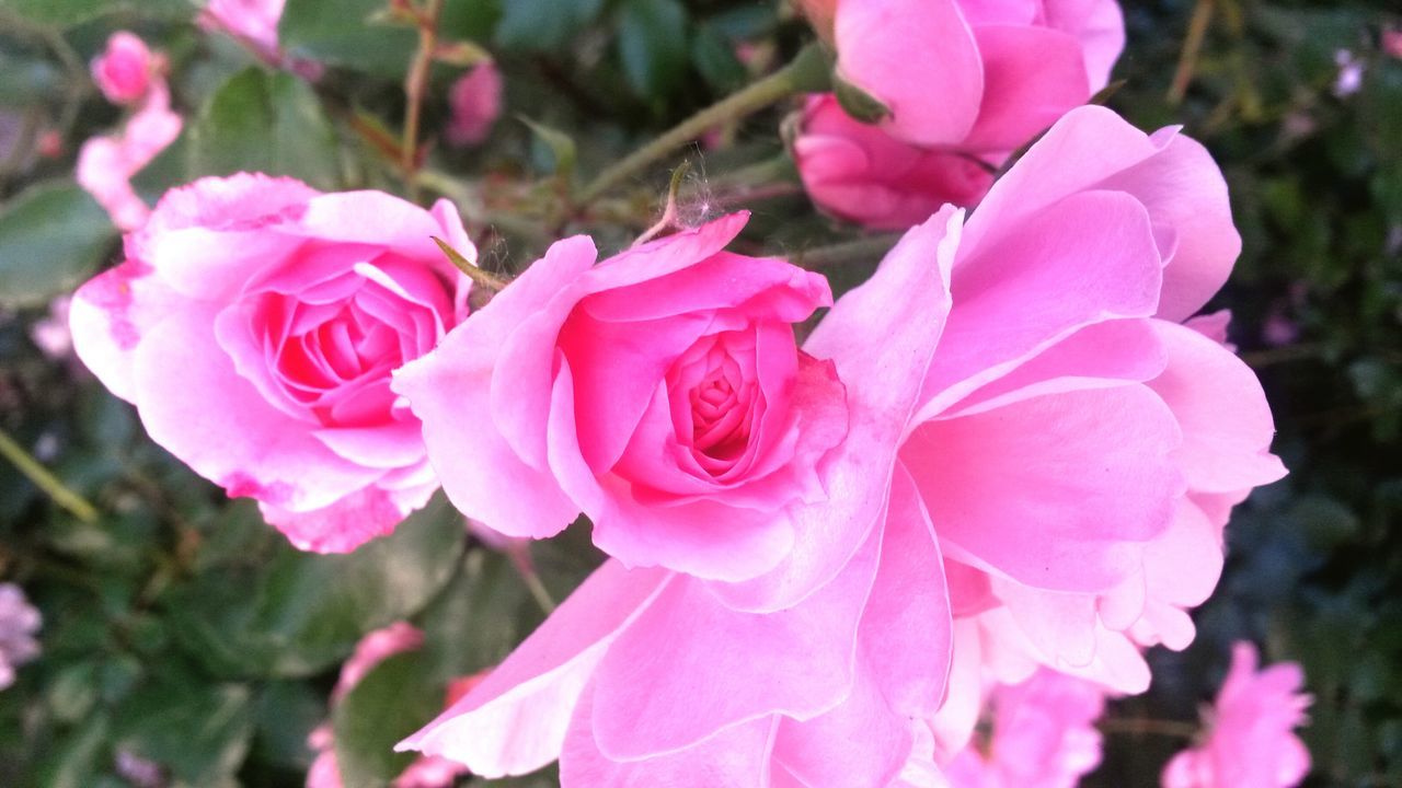 flower, petal, freshness, fragility, pink color, flower head, beauty in nature, focus on foreground, close-up, growth, rose - flower, blooming, nature, plant, pink, in bloom, park - man made space, day, outdoors, blossom