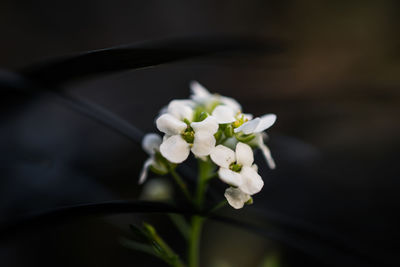 Close-up of white flowers