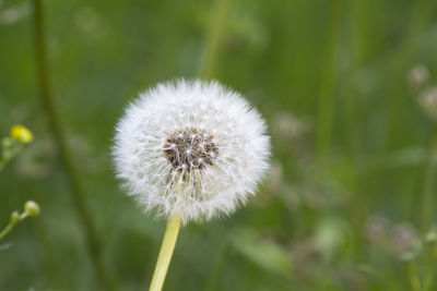 Close-up of dandelion flower